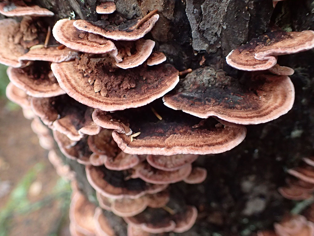 Fungus fungus growing on a tree trunk