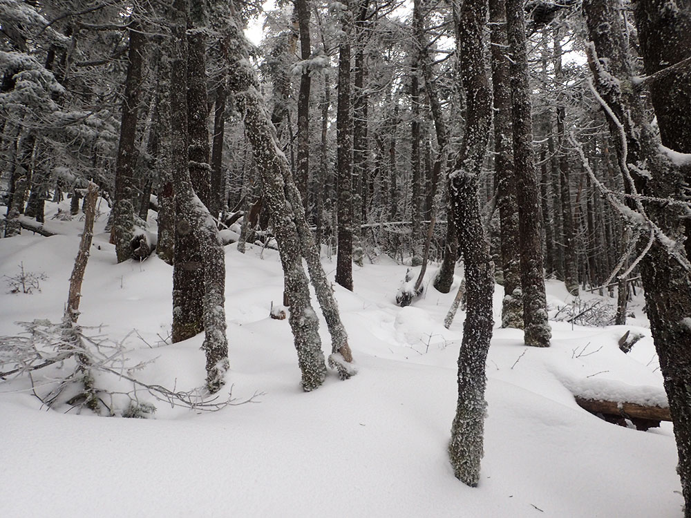 snowy trees