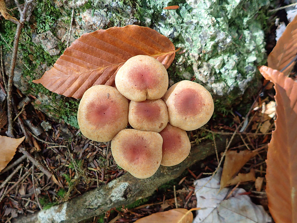 Mushrooms yellow mushrooms