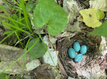 four blue eggs