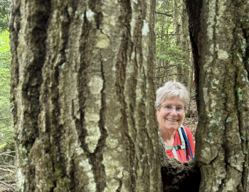 woman looking through tree trunk