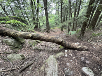 tree across a trail